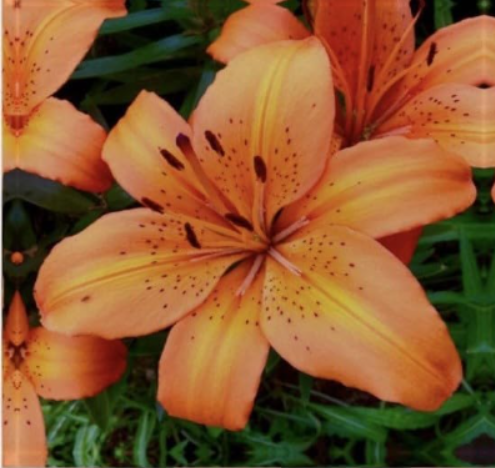 Native Maine Orange Tiger Lily Bulbs