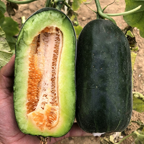 Little Darling Melon Seeds – High Yield, Easy to Grow, Strong Adaptability, Suitable for All Growers