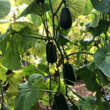 Little Darling Melon Seeds – High Yield, Easy to Grow, Strong Adaptability, Suitable for All Growers