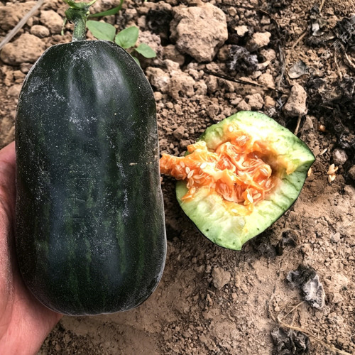 Little Darling Melon Seeds – High Yield, Easy to Grow, Strong Adaptability, Suitable for All Growers
