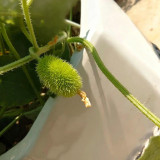 Little Hedgehog Cucumber Seeds – Premium Ornamental Variety, Easy to Manage, Suitable for Indoor & Balcony Growing