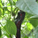 Perilla Pepper Seeds – Early maturing hybrid, rich in anthocyanins, continuous fruiting, easy to grow