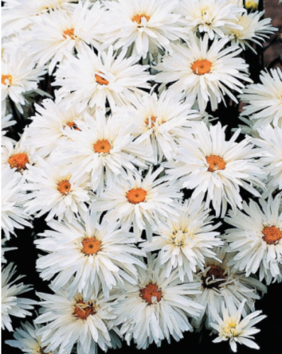 Crazy Alaskan Daisy Flower Seeds Fresh Harvest Non GMO
