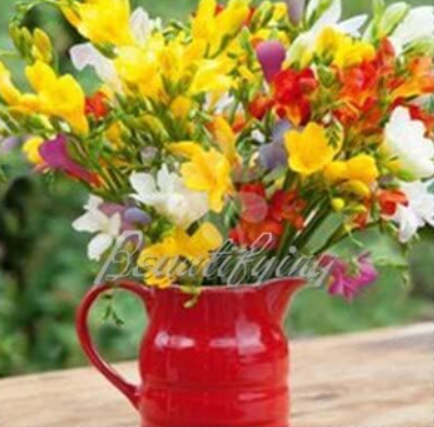 Mix Colors Freesia Seed Garden Freesia Bulbs Flower Seed Flower Flowers Orchid Freesia Rhizome Bulbous Flowers - (Color: 9)
