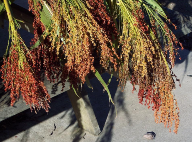 Seeds - Corn Broom Corn - Mixed Colors