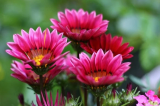 Kiss Rose Gazania Flower Seeds