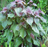 Purple Shiso Seeds Purple Perilla Zisu Tia to Tim Beefsteak/Sesame Leaf