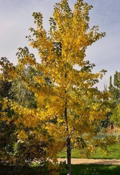 Silver Maple, rubrum, 100 Tree Seeds (Fast, Hardy, Fall Color)