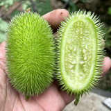 Little Hedgehog Cucumber Seeds – Premium Ornamental Variety, Easy to Manage, Suitable for Indoor & Balcony Growing