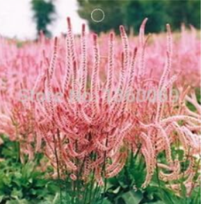 Qingren Cao(Limonium Statice) -s A104 Indoor -s Seed Flower Home Garden