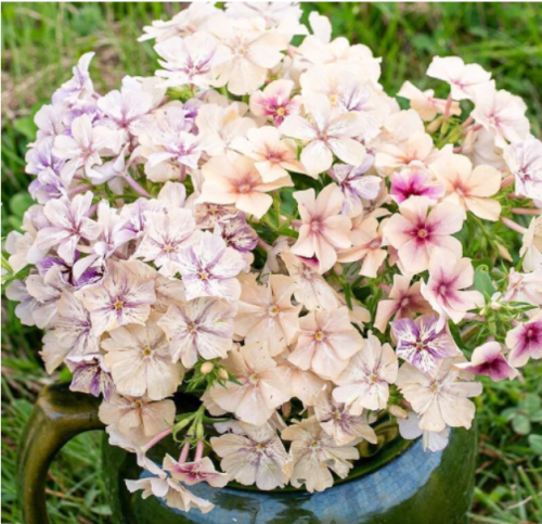 Creme Brulee Phlox Seeds for Garden Planting