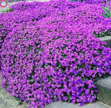 Creeping Thyme or Multi-Color Rock CRESS .Perennial Flower Ground Cover Flower Garden Decoration Plants - (Color: 2)