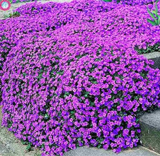 Creeping Thyme or Multi-Color Rock CRESS .Perennial Flower Ground Cover Flower Garden Decoration Plants - (Color: 2)