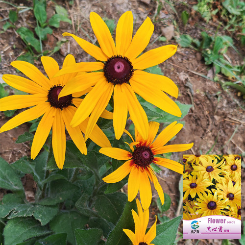 Hezhichun Dwarf Black-eyed Susan Seeds – Rudbeckia Hirta, Perennial Flower for Borders & Pots, Long Lasting Blooms