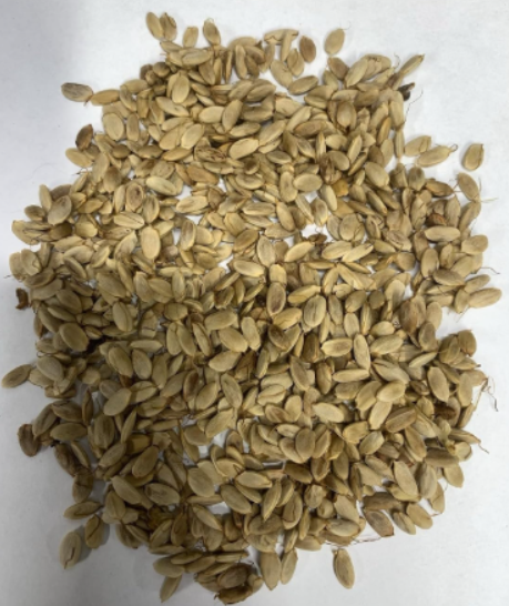 Osage Orange Seeds