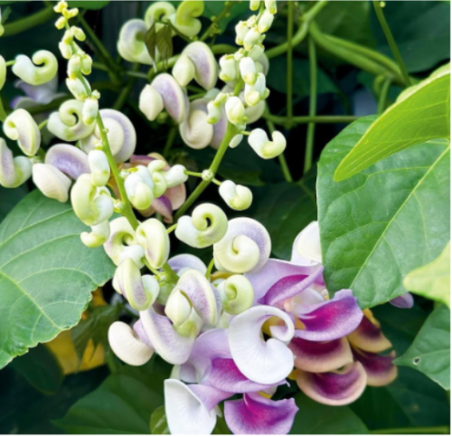 Corkscrew Vine Flower Seeds for Planting Outdoors Garden-Perennial White