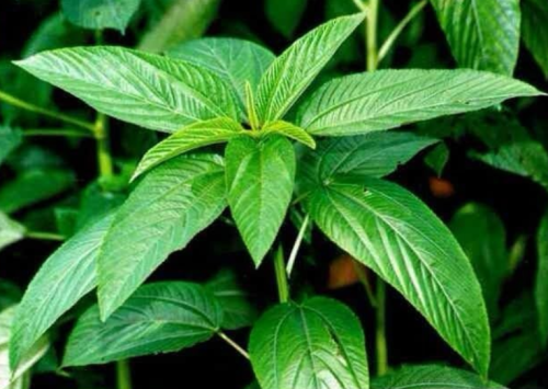 Bangladeshi Sweet Jute Seeds, Egyptian Spinach, Corchorus Olitorius