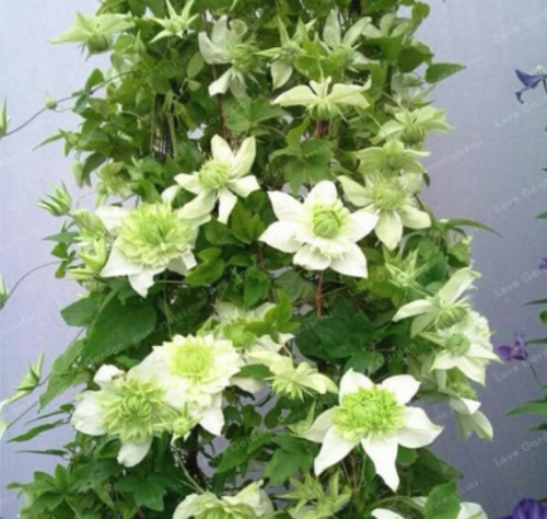 Climbing Clematis Seed Flowers Clematis Vine Seed Perennial Flower Seed Clematis Plants Seed Pot Garden Plant - (Color: 1)