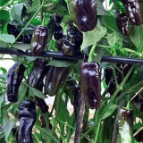 Perilla Pepper Seeds – Early maturing hybrid, rich in anthocyanins, continuous fruiting, easy to grow