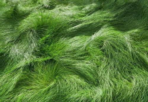 Creeping Red Fescue Seeds Dense Shade Cultivar (festuca rubra) 1lb
