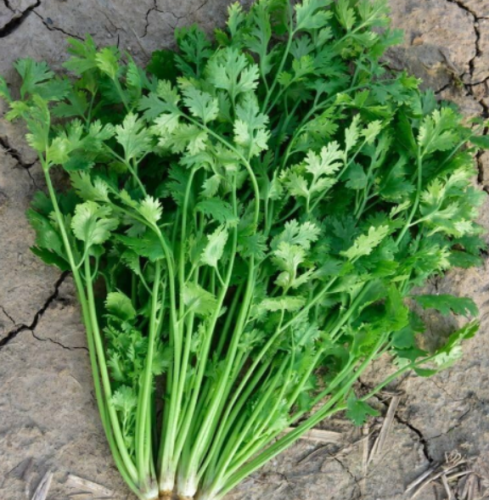 Cilantro Seeds, Leisure Coriander Seeds, Coriandrum Sativum