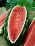 Seeds - Watermelon ALLSWEET 25-50 LB Fruit USA