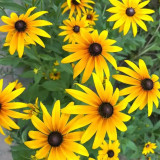 Hezhichun Dwarf Black-eyed Susan Seeds – Rudbeckia Hirta, Perennial Flower for Borders & Pots, Long Lasting Blooms
