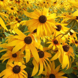 Hezhichun Dwarf Black-eyed Susan Seeds – Rudbeckia Hirta, Perennial Flower for Borders & Pots, Long Lasting Blooms