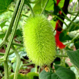 Little Hedgehog Cucumber Seeds – Premium Ornamental Variety, Easy to Manage, Suitable for Indoor & Balcony Growing