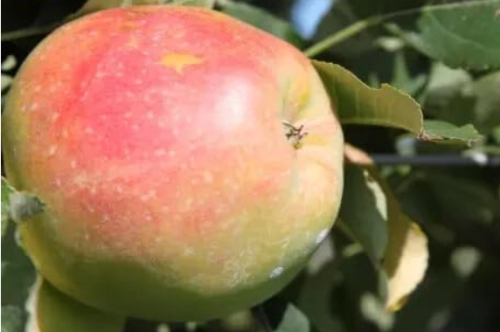 Anna Apple Seeds for Garden Planting