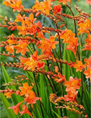 Crocosmia - Bulbs