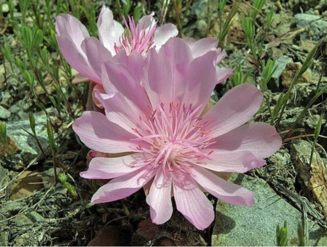 Lewisia rediviva | Bitterroot | 5 Seeds