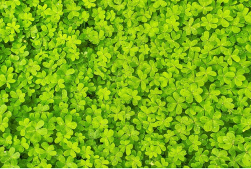 MICROCLOVER Dwarf Miniature Trifolium Repens White Flower Clover Lawn Seeds