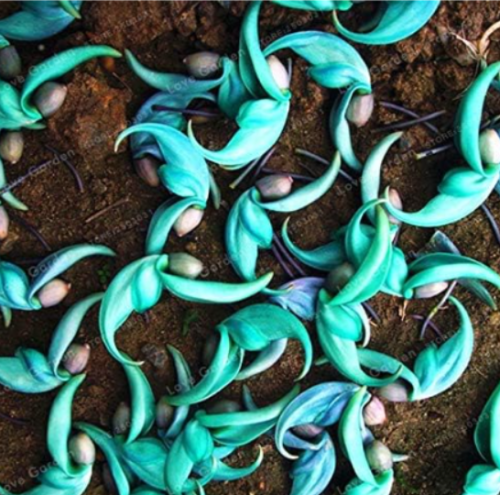 Rare Endangered Jade Vine 'Strongylodon Macrobotrys' Flower Seed Fragrant Perennial Blue Flower Seed for Home Garden