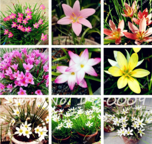 Zephyranthes Candida Seed Lily Flower Flores Indoor Seed Plants,Easy Planting Balcony Potted Flowers for Garden