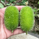 Little Hedgehog Cucumber Seeds – Premium Ornamental Variety, Easy to Manage, Suitable for Indoor & Balcony Growing