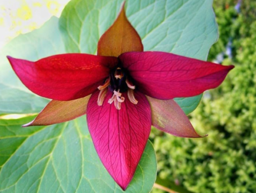 Red Trillium Bulbs Wood Lily Trillium erectum