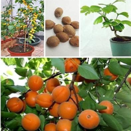 Perennial Fruit Tree Apricot Home Garden Plant