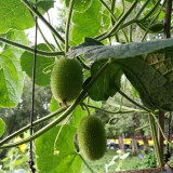 Little Hedgehog Cucumber Seeds – Premium Ornamental Variety, Easy to Manage, Suitable for Indoor & Balcony Growing