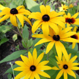 Hezhichun Dwarf Black-eyed Susan Seeds – Rudbeckia Hirta, Perennial Flower for Borders & Pots, Long Lasting Blooms