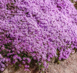Creeping Thyme Seeds -Ground Cover Plants Dwarf Flowers (Thymus serpyllum)