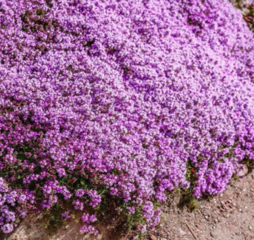 Creeping Thyme Seeds -Ground Cover Plants Dwarf Flowers (Thymus serpyllum)