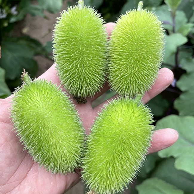 Little Hedgehog Cucumber Seeds – Premium Ornamental Variety, Easy to Manage, Suitable for Indoor & Balcony Growing