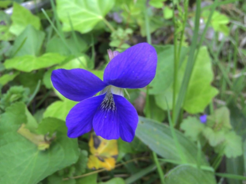 Seeds Wild Purple Violet