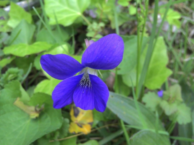 Seeds Wild Purple Violet
