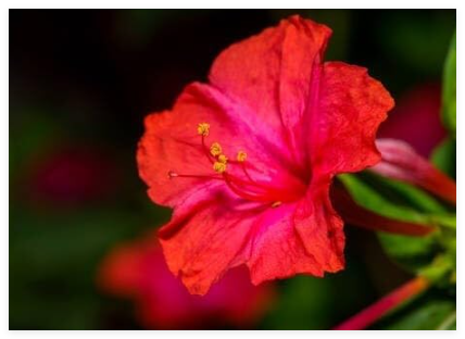 RED Four O'CLOCK Seeds | Non GMO