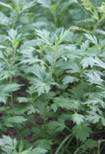 Mugwort (Artemisia vulgaris) Seeds