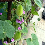 Little Hedgehog Cucumber Seeds – Premium Ornamental Variety, Easy to Manage, Suitable for Indoor & Balcony Growing