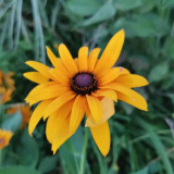 Hezhichun Dwarf Black-eyed Susan Seeds – Rudbeckia Hirta, Perennial Flower for Borders & Pots, Long Lasting Blooms