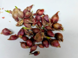 Onion Seeds Top Sets Egyptian Walking Onions Multiplier Tree Onion Perennial